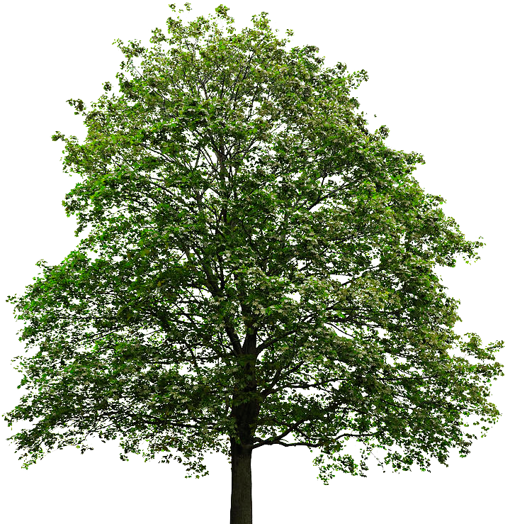 Tree Transparent Background - Tree With No Background (758x769)