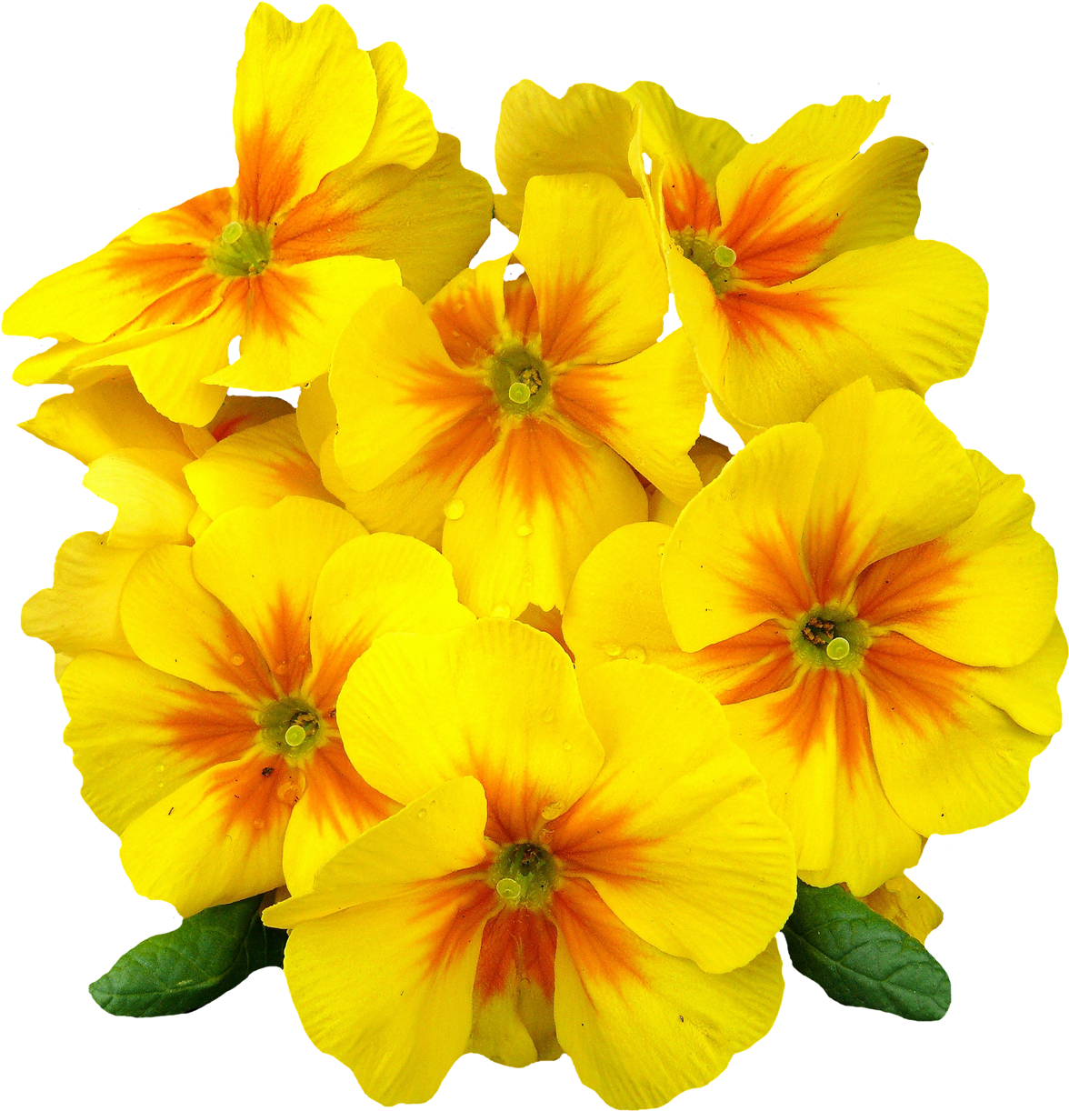 Primrose Png (1300x1344)