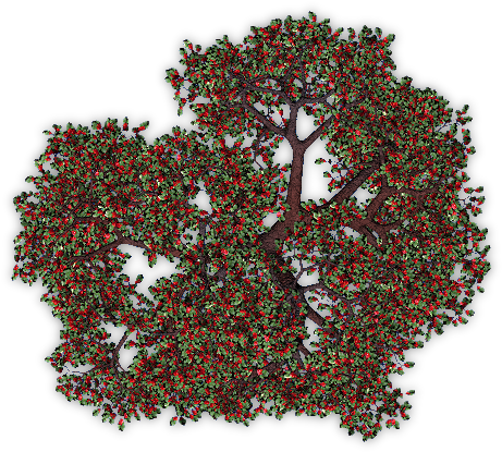 Appletree4 Blu - Apple Tree Top View Png (514x495)
