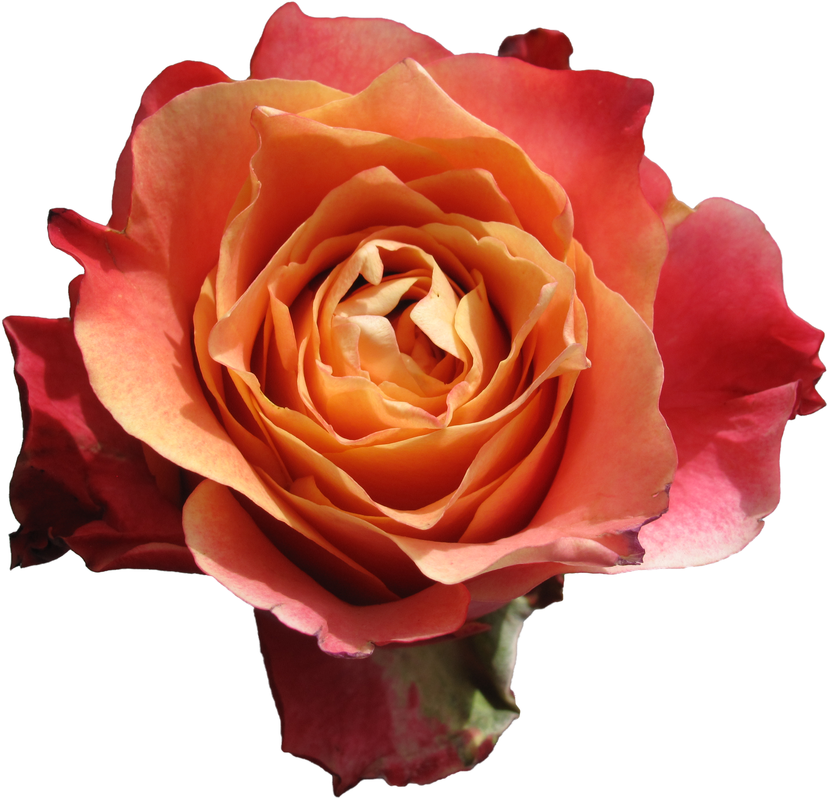 3d - Rosen Orange (3784x2838)