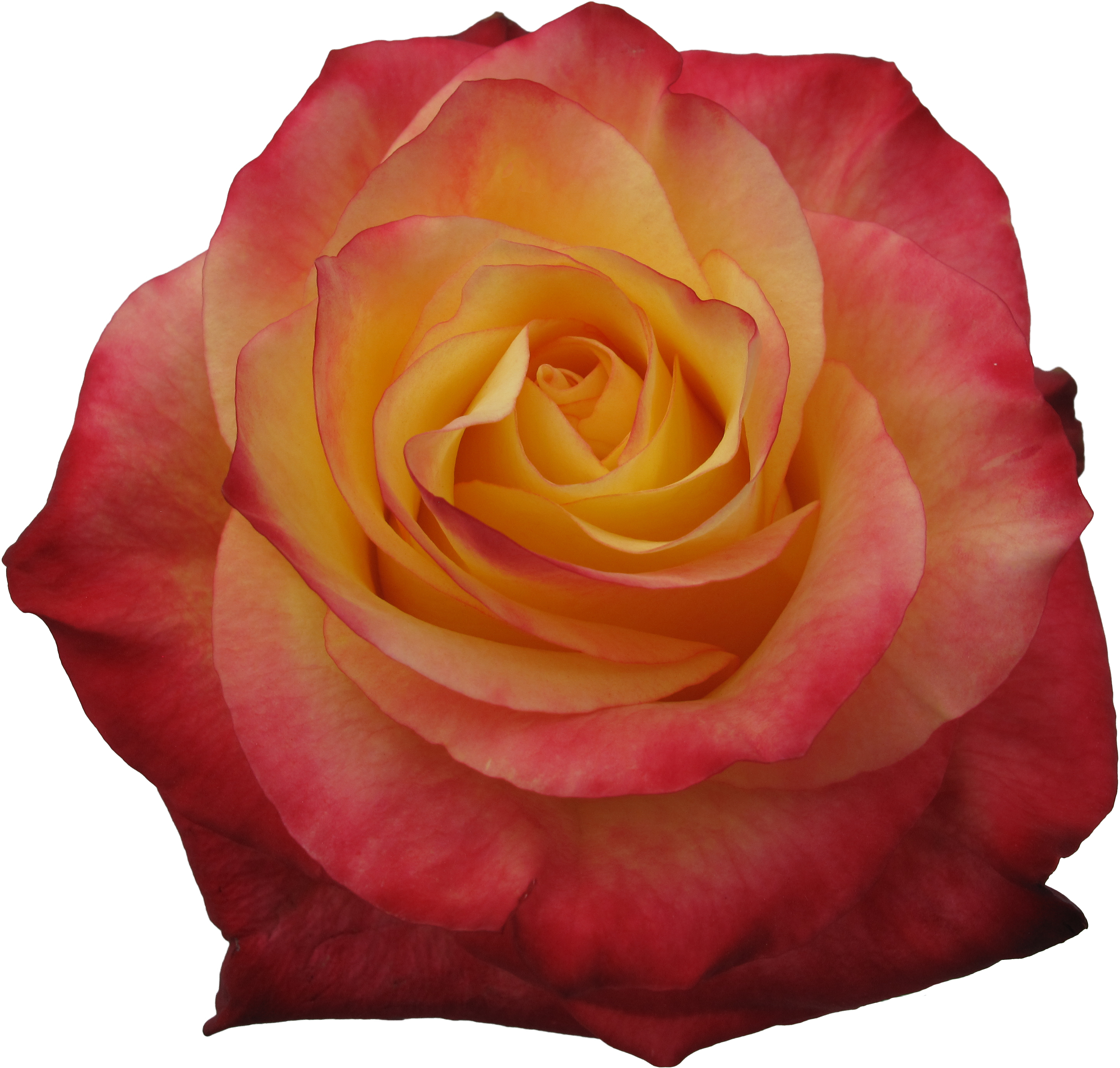 Newsflash - Floribunda (3840x2880)