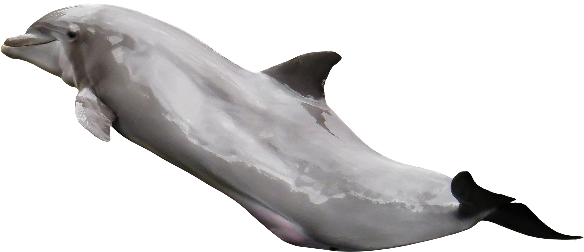 Image - Dolphin Pngpix (2500x1174)
