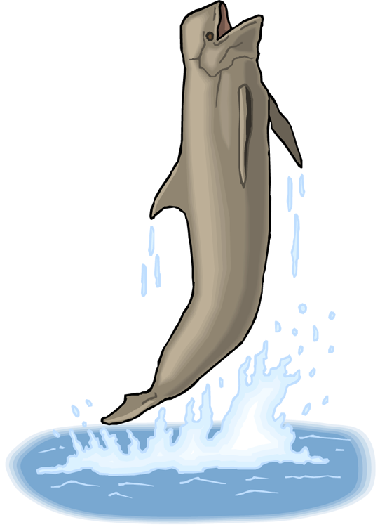 Breaching Whale - Jpeg (542x750)