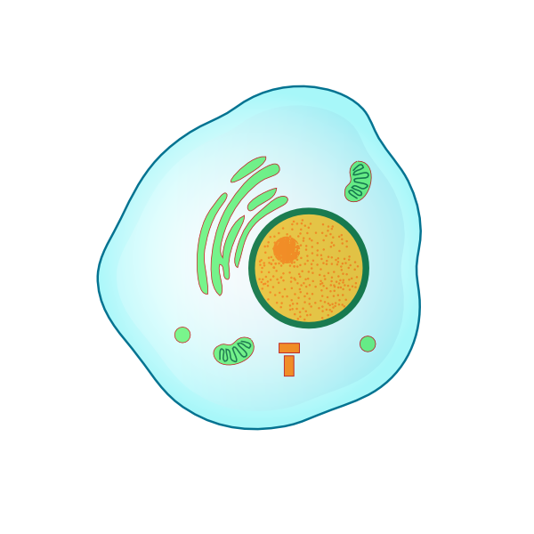 Image Image Image Image Image Image - Interphase Cartoon Cell (600x600)