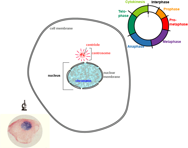 Mitosis (745x587)