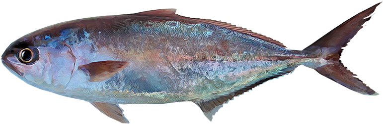Seriola Peruana - Peces Del Mar Peruano (850x371)