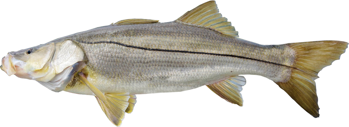 Snook - Common Snook (1200x410)