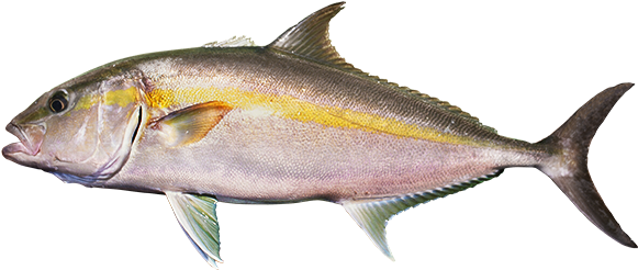 カンパチ - Coregonus Lavaretus (600x260)