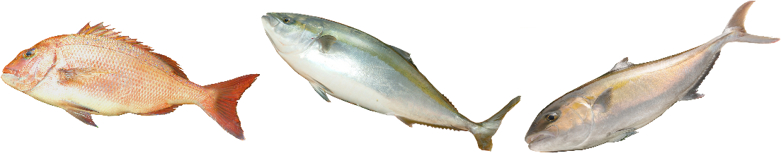 European Pollock (1120x280)