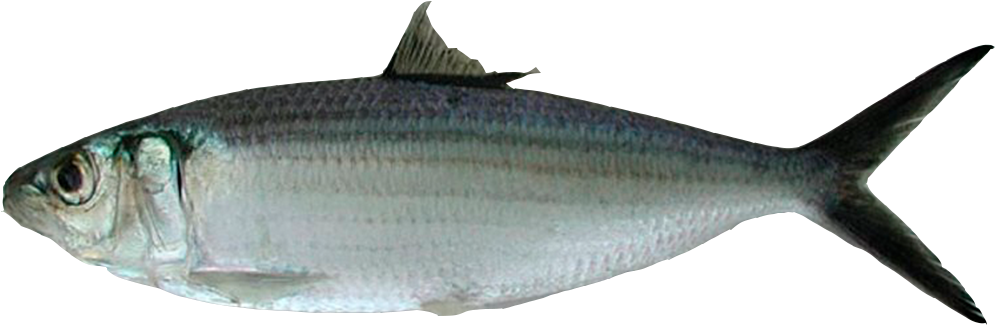 Galería - Sardinella Eba (1000x443)