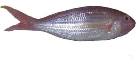 Sole (500x500)