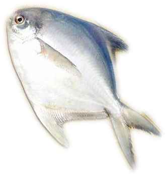 Silver Pomfret - Sand Eel (360x399)