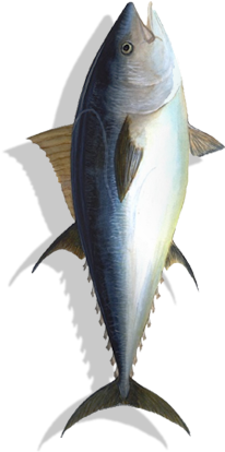 Fish (205x630)