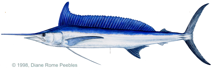 Spearfish, Atlantic - Fish (720x273)
