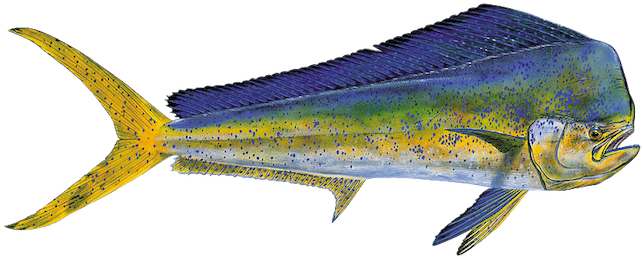 Bull Dolphin (701x353)