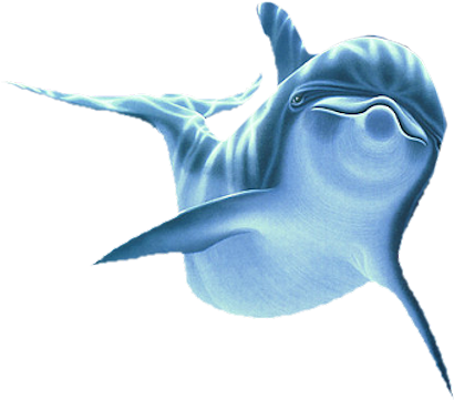 1 Tt= - Dolphin Png (434x387)