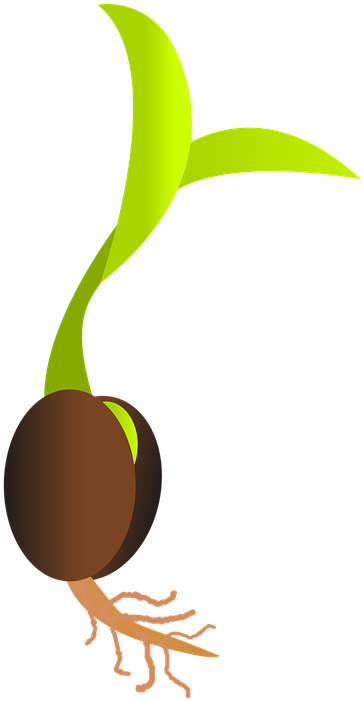 Heirloom/open Pollinated Seeds - Germinating Seed (720x720)
