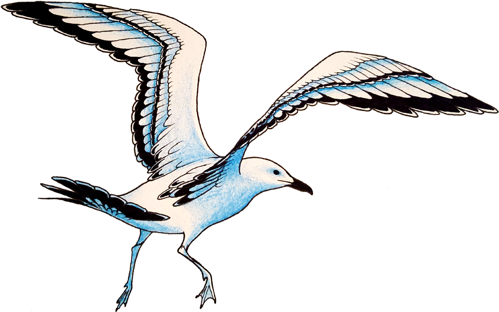 Blue Seagull By Wingedwolf94 - Blue Jay (1000x638)
