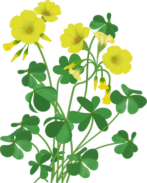 Flowers - Illustration (602x749)