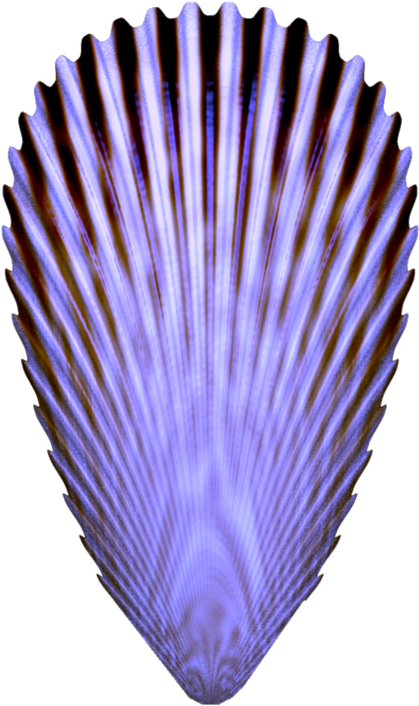 Seashells By The Seashore 6 By Scrapbee - Seashell (894x894)