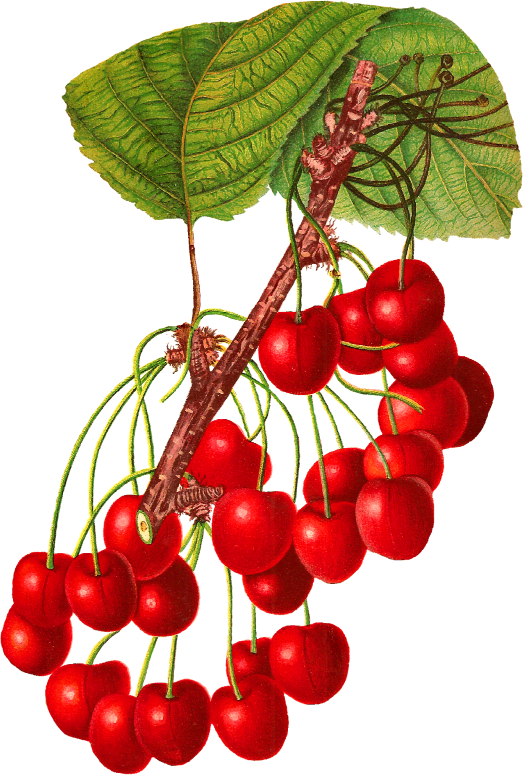 Digital Cherry Download - Cherry (1114x1600)