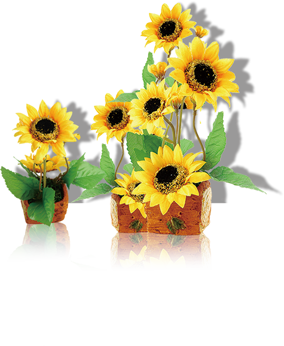 Common Sunflower Computer File - Common Sunflower Computer File (569x691)