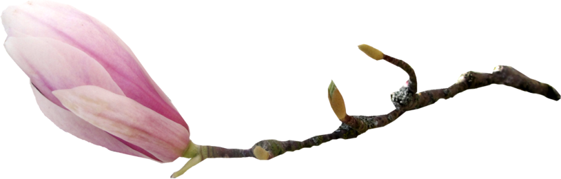 Магнолии - Магнолии - Bud (814x260)