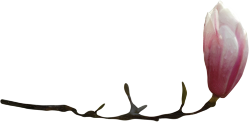 Tubes Fleurs - Driftwood (500x246)