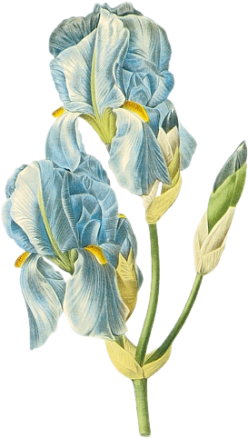 Blue Iris - Sweet Iris Flower Illustration Counted Cross Stitch (290x500)