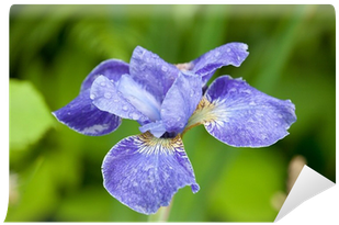 Iris Versicolor (400x400)