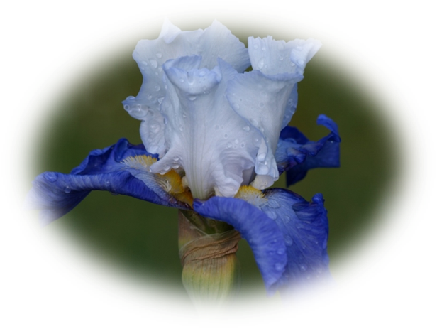Image26 7 - D Iris (616x463)