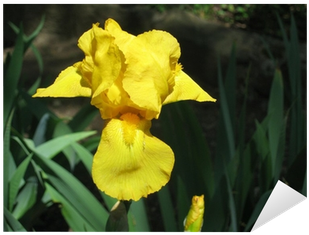 Yellow Iris (400x400)
