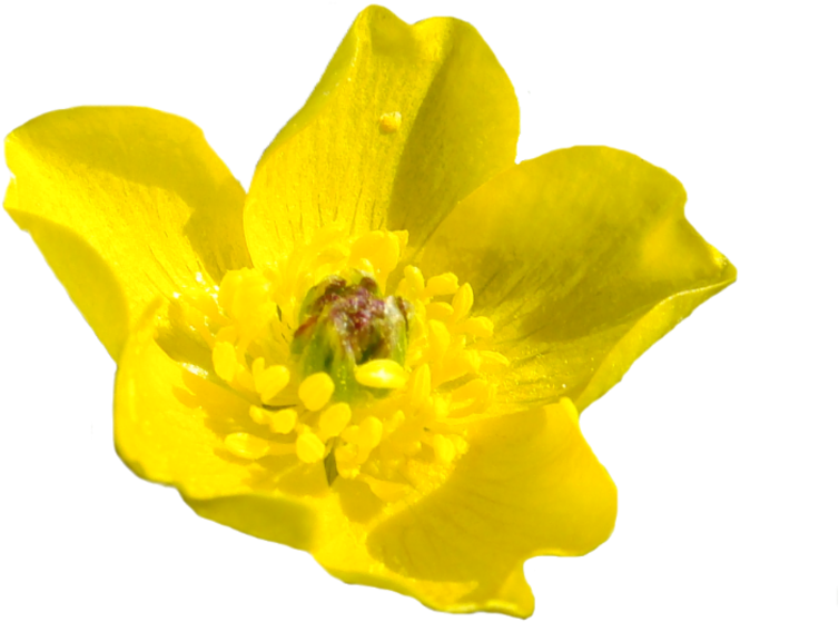 Fl27j3 - Buttercup (800x677)