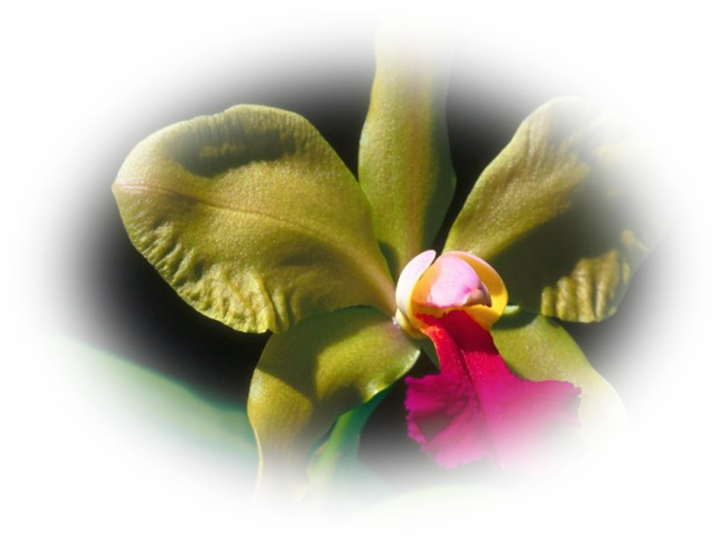 Image19 8 - De Orquideas (800x601)