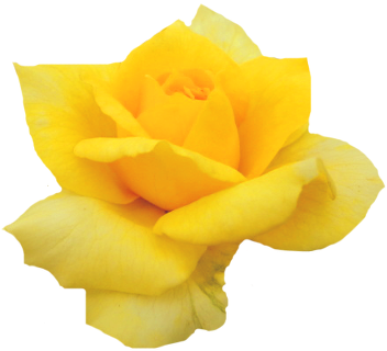 ♥인연을소중히♥ - Rose (400x384)