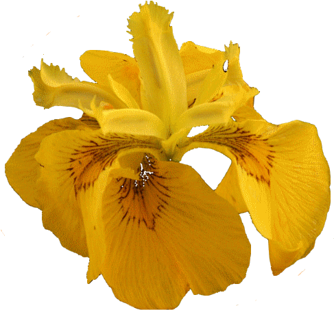 Od Johanky - Yellow Iris (511x465)