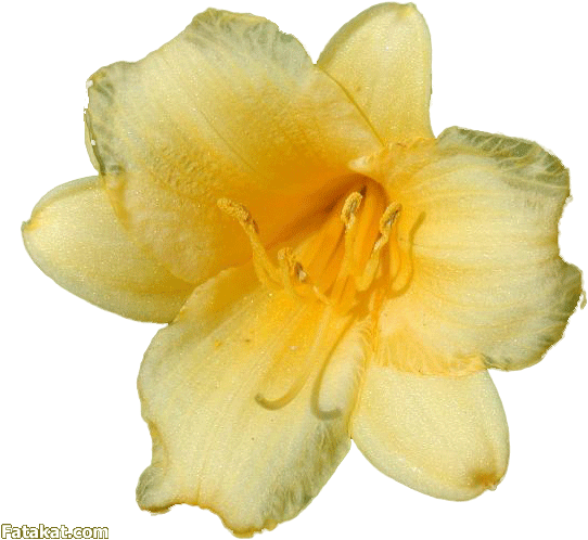 Http - //files2 - Fatakat - - Lilly (576x554)