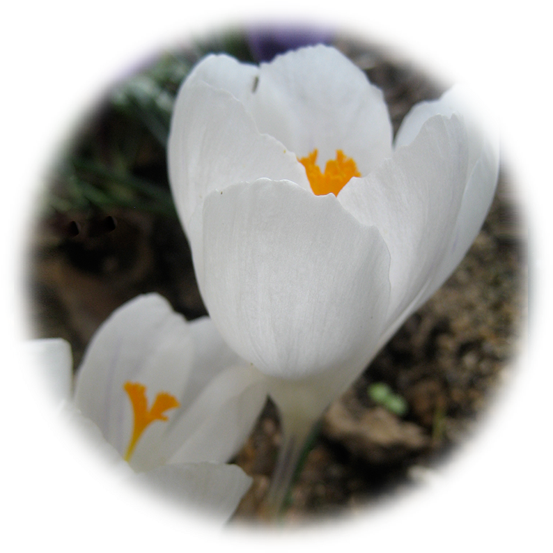 Crocus Blanc - White Crocus (833x833)