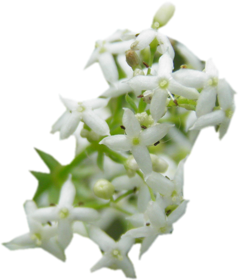 Galium (530x600)
