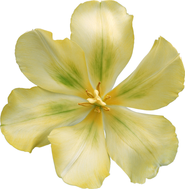 Tulip (727x740)