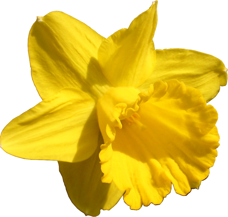 Http - //li-web - Ru/ - Yellow (891x846)