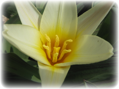 チューリップ - Tulip (400x300)