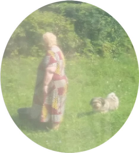 Pedagog - Keeshond (500x538)