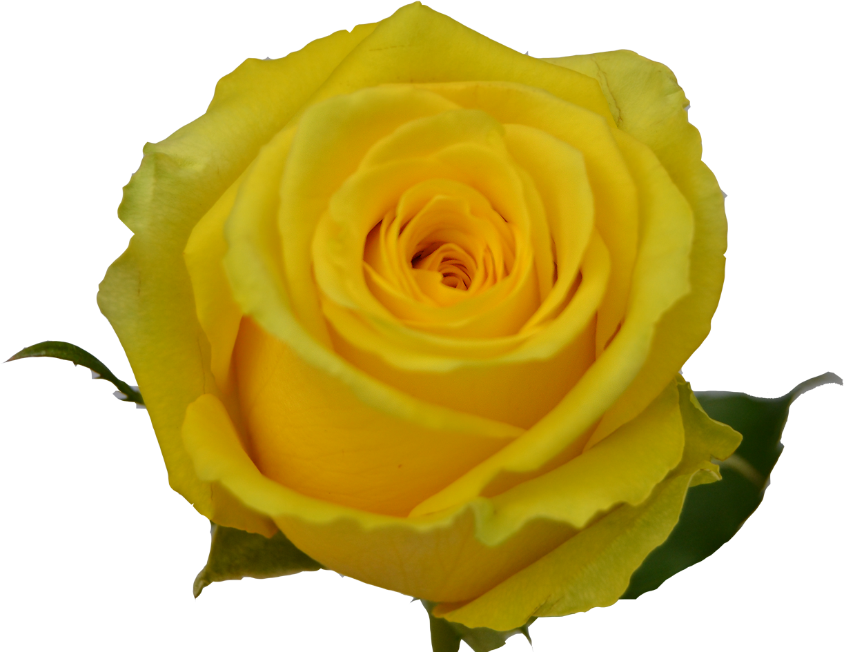 Rozes (1321x1000)