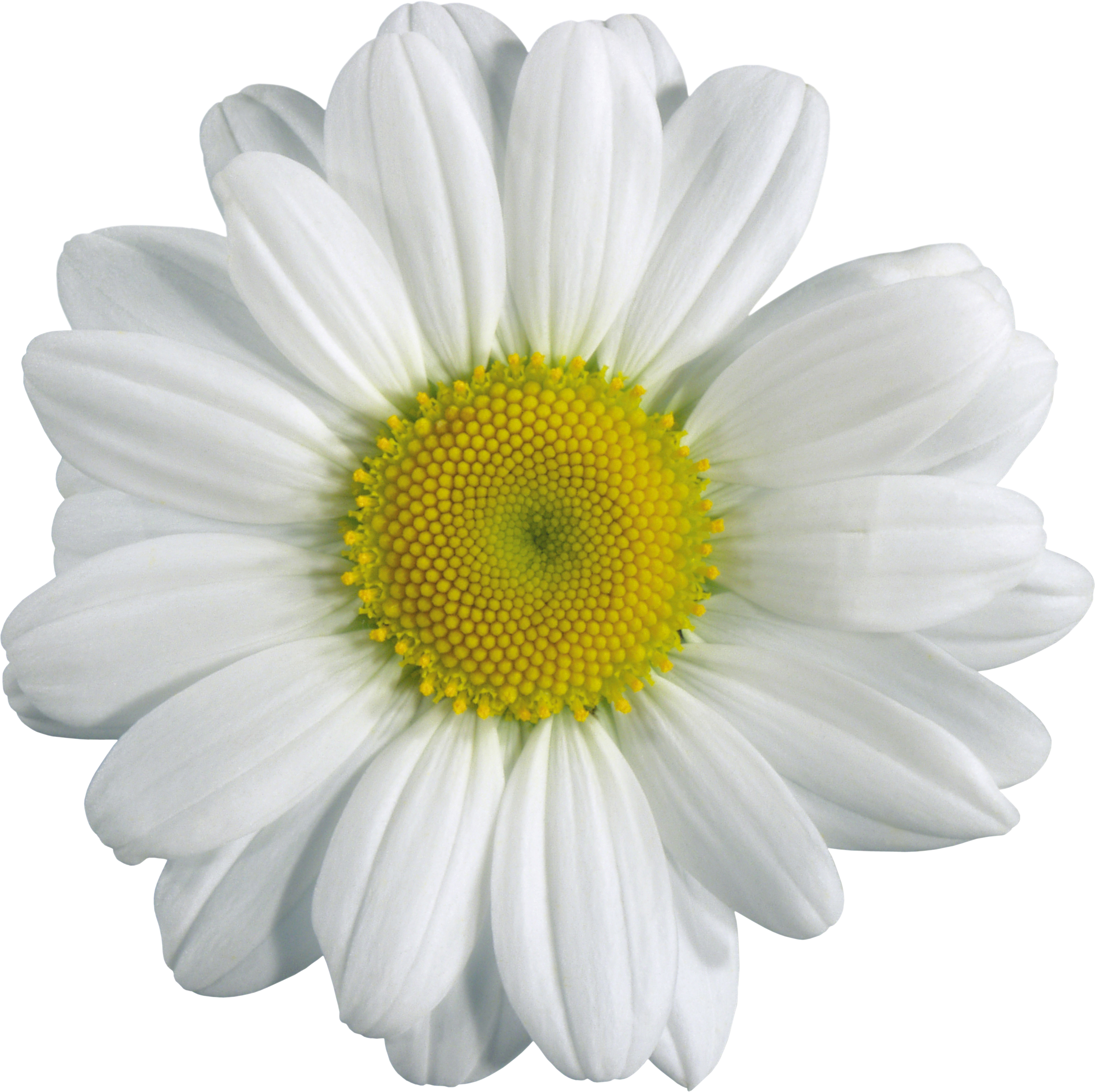 Transparent Chamomile (2398x2392)