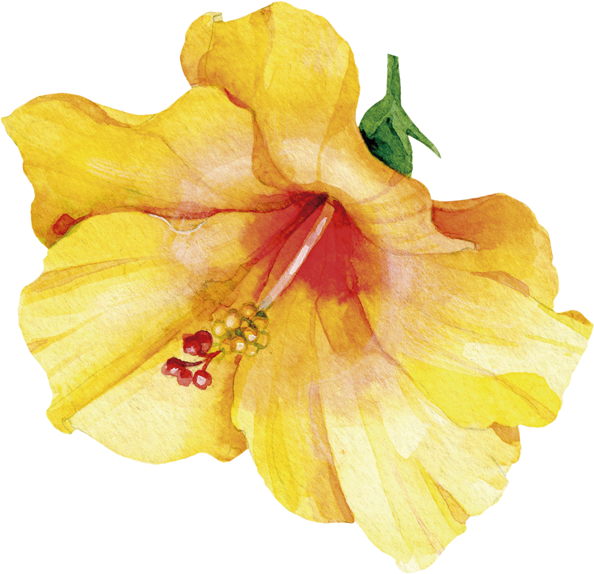 Lily (1200x1200)