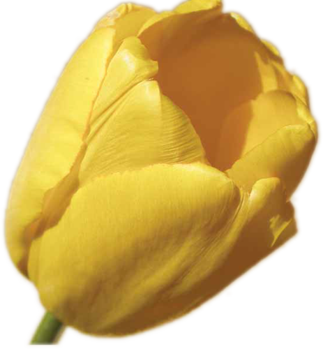 Image - Image 4 (463x500)