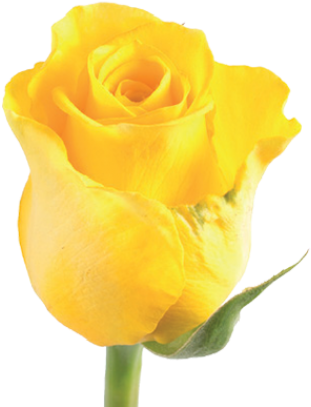 Moonwalk - Floribunda (500x500)