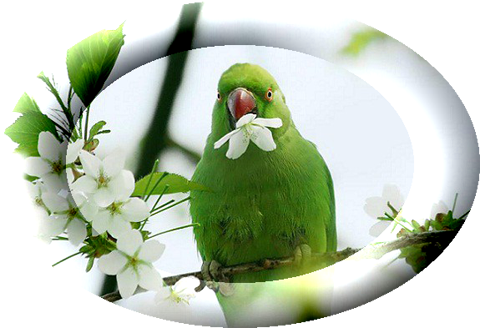 Pappagallo - Parrot Flower (480x328)