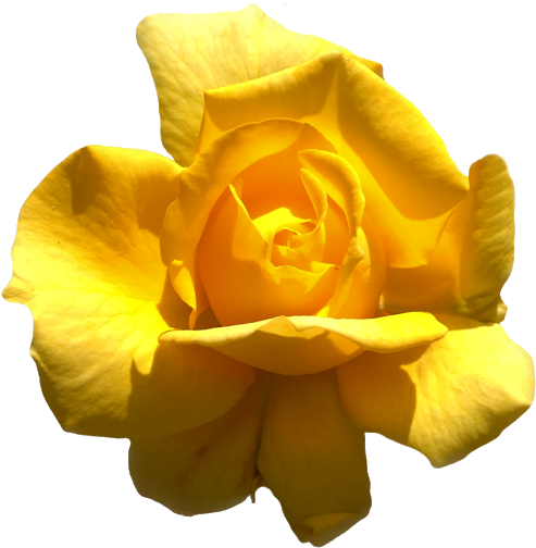 Yellow Roses - Floribunda (640x640)